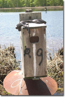 plans for wood duck boxes