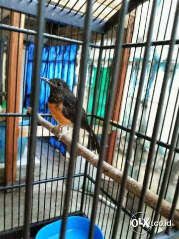 Jual Murai Medan Semi Trotol, Suara Bagus Banget  Burung 9