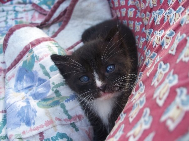 Je Dois Savoir Chat Se Retrouver Avec Un Chaton Non Sevre Que Faire Pour Le Nourir Je Dois Savoir Chat Se Retrouver Avec Un Chaton Non Sevre Que Faire Pour Le Nourir