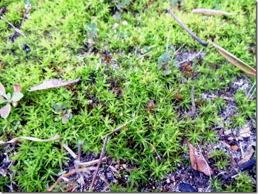 irish moss