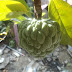 Buah Srikaya