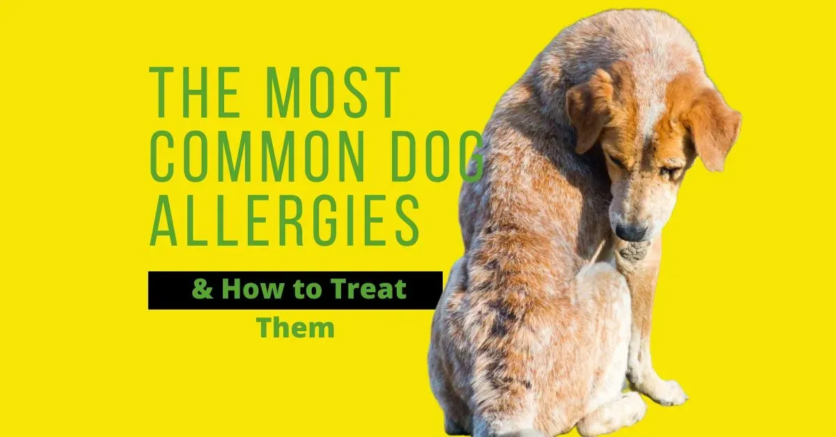 dogs allergies