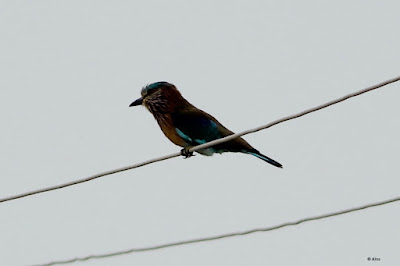 Indian Roller - Coracias benghalensis