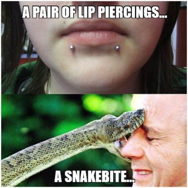 Snake Bite Piercing Meme