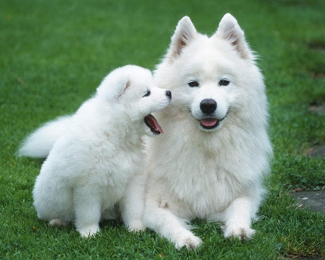 Samoyed Dog Informations