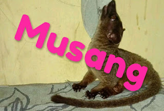 tuah musang