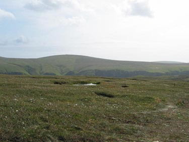 Orkney Bog