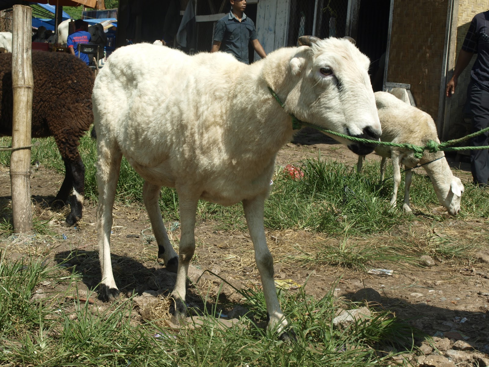 hints cara sukses beternak ayam potong