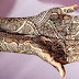 Mehndi | Heena mehandi designs | Bridal Mehndi | Wedding Mehndi