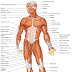 Human muscles - What is their function?