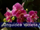  Orquídea Violeta