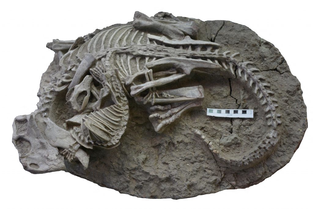 Απολιθωμένοι σκελετοί που χρονολογούνται πριν από περίπου 125 εκατομμύρια χρόνια από την Κίνα που δείχνουν την εμπλοκή του δεινοσαύρου Psittacosaurus lujiatunensis και του θηλαστικού Repenomamus robustus φαίνονται σε αυτή τη φωτογραφία του 2022. Η κλίμακα είναι στα 10 εκ. [Credit: . Gang Han/Handout]