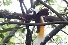 Lesser Birds of Paradise (Paradisaea minor)