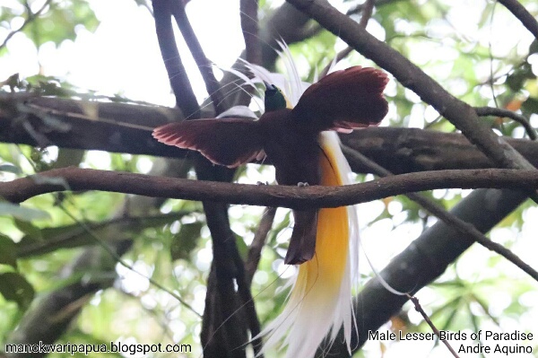 A male Lesser Birds of Paradise (Paradisaea minor)