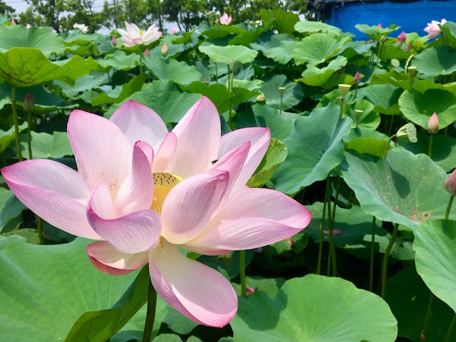 lotus blossom, baihe, tainan, taiwan