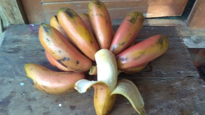 Pisang Kidang Ciri Ciri Harga Pohon Serta Nama Lain 