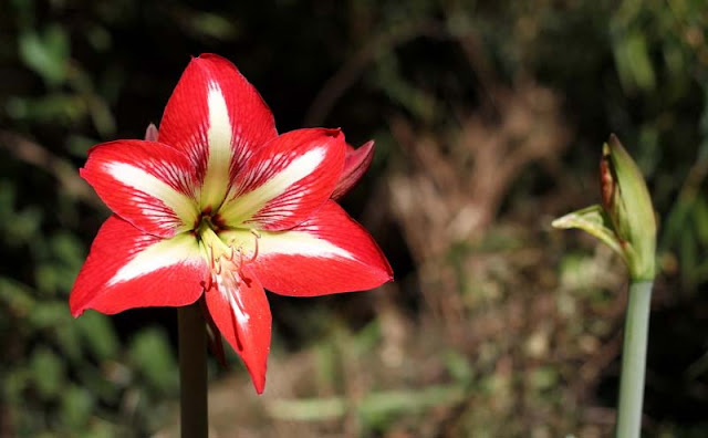 Amaryllis Flowers Pictures