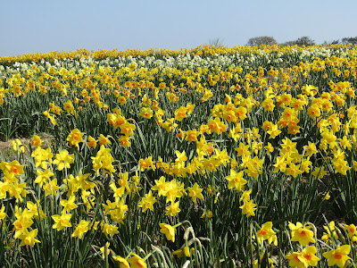 Scamp's daffodil field Falmouth Cornwall