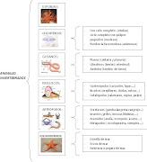 Esquema sobre los animales invertebrados que podéis imprimir para poner en .