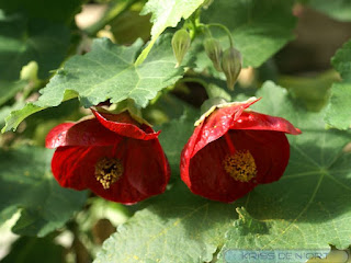 Abutilon hybride - Abutilon × hybridum