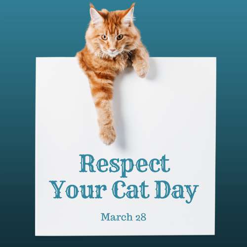 Respect Your Cat Day Wishes Unique Image