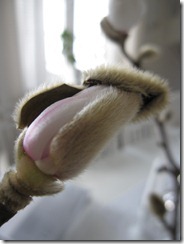 bloggebilder 030
