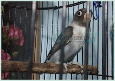 Cara terapi burung lovebrid agar ngekek panjang