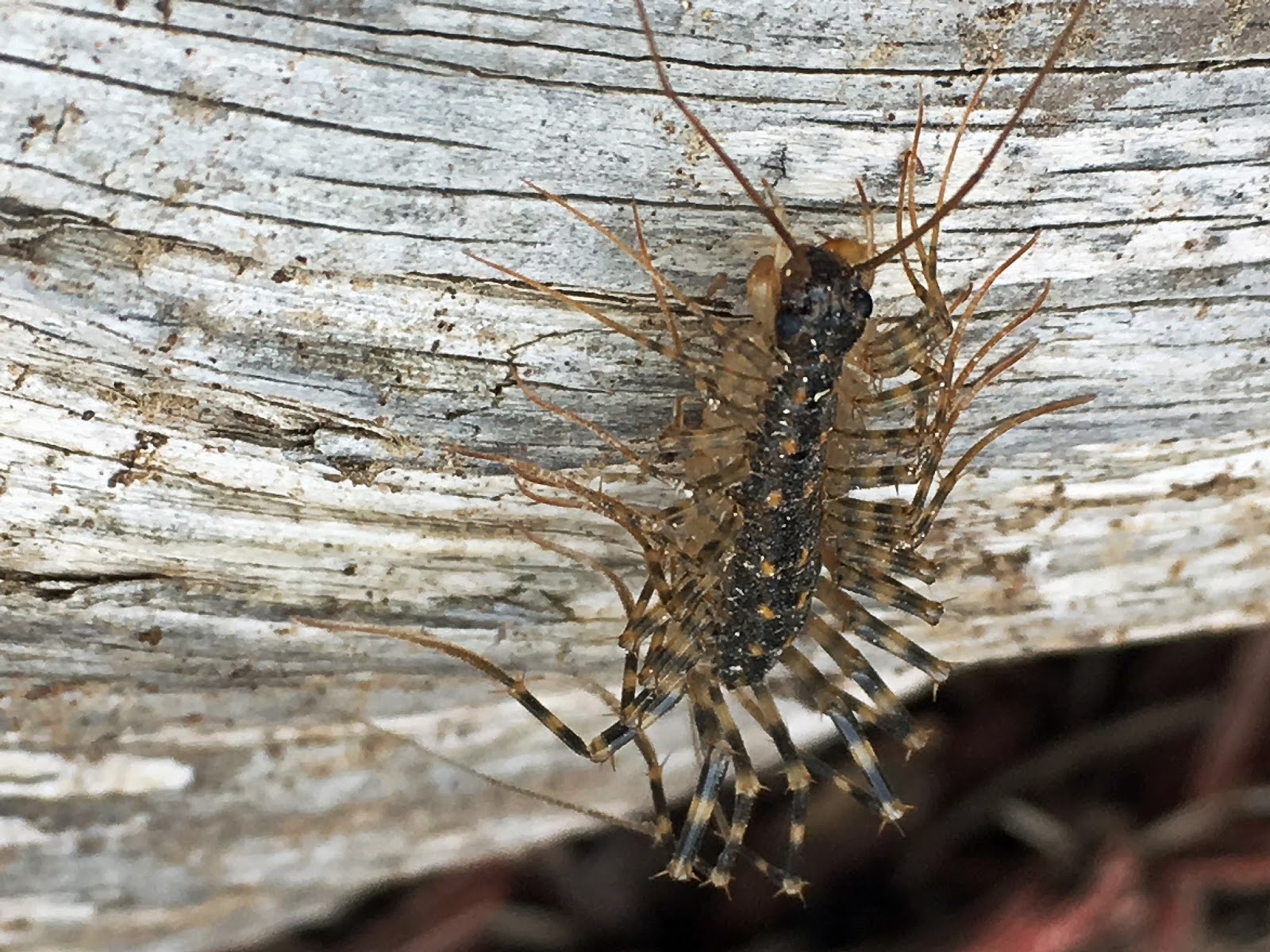 MObugs: House Centipede