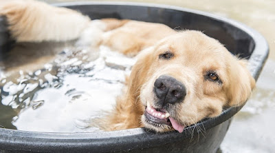 10 consejos para refrescar a tu perro en verano