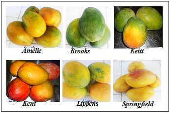 Main mango fruit varieties in Burkina Faso.