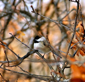chickadee in oak tree