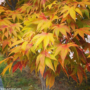 Hojas naranjas del otoño coreano