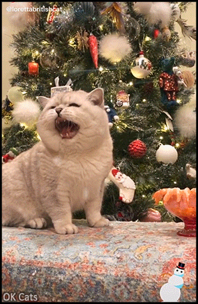 Christmas Cat GIF • Lucky and happy 'Loretta' discovers a delicious Xmas lunch [ok-cats.com]