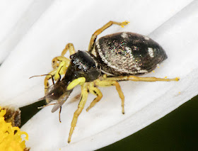 Jumping spider, Heliophanus species, with prey. Riddlesdown quarry, 9 June 2016