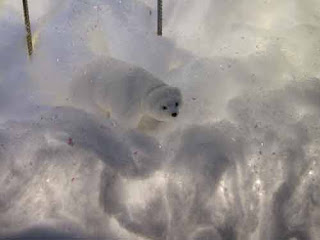 Ermine In The Saks Queen Street Window.