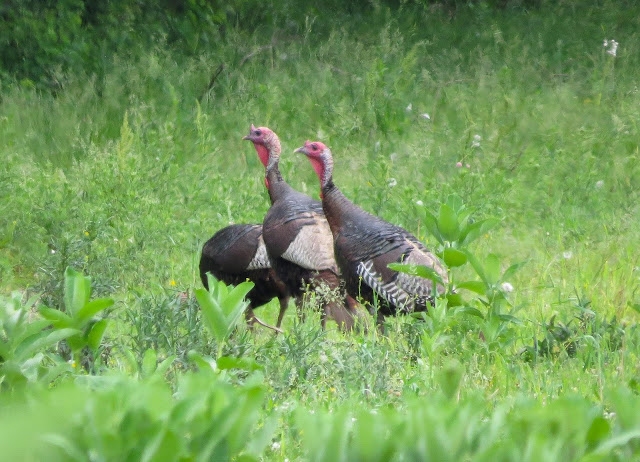 Turkeys - Michigan, USA