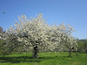 Blanc cerisierPhoto: lfdd (blanc cerisier)