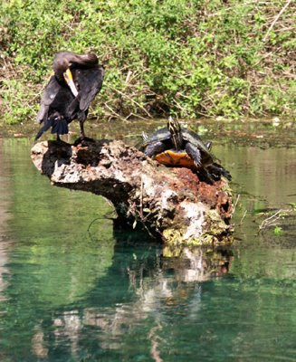 turtle and anhinga