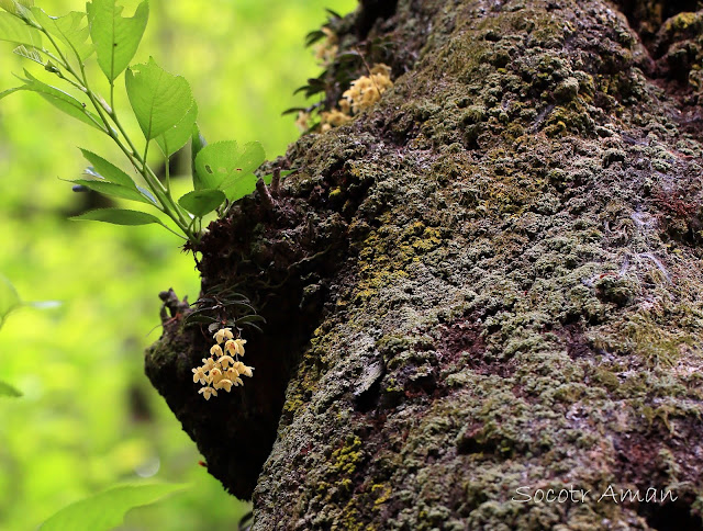 Thrixspermum japonicum