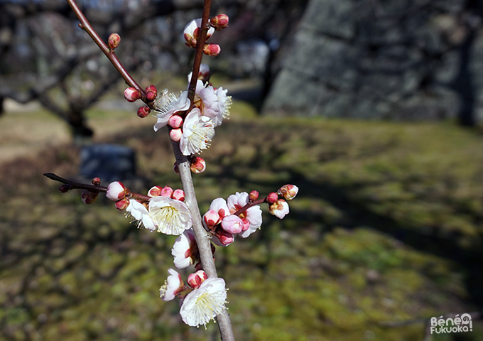 Pruniers, parc Maizuru, Fukuoka