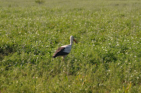 African Sacred Ibis Enjoys Walking Inside @SANParksKNP #SA #PhotoYatra #TheLifesWayCaptures