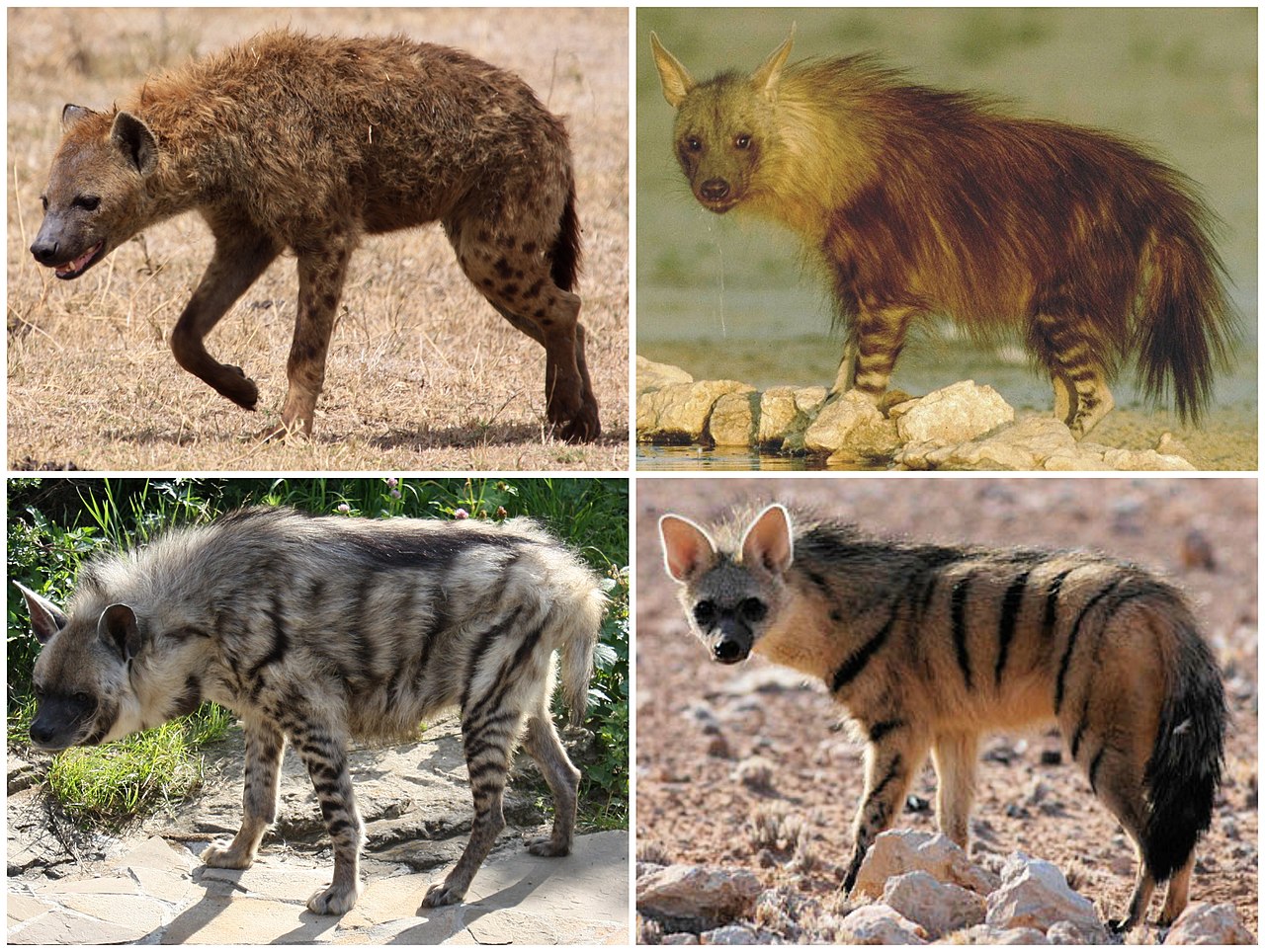 Las hienas: reliquias del Mioceno.