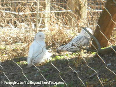 ZooAmerica North American Wildlife Park - Snowy Owls