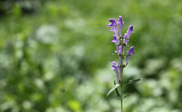 Baikal Skullcap Flowers Pictures