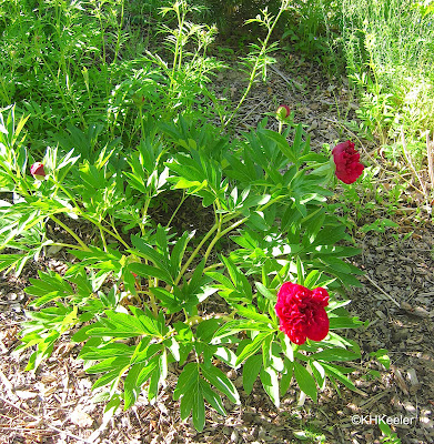 peony, Paeonia