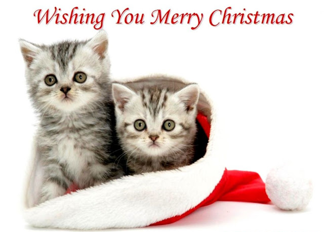 Kitty Christmas Kittens Wallpaper free Download HD 