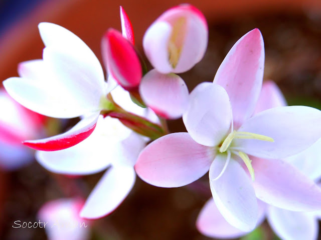 Hesperantha cucullata