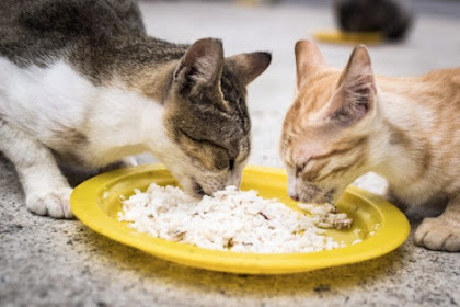 Cara Agar Kucing Mau Makan Nasi