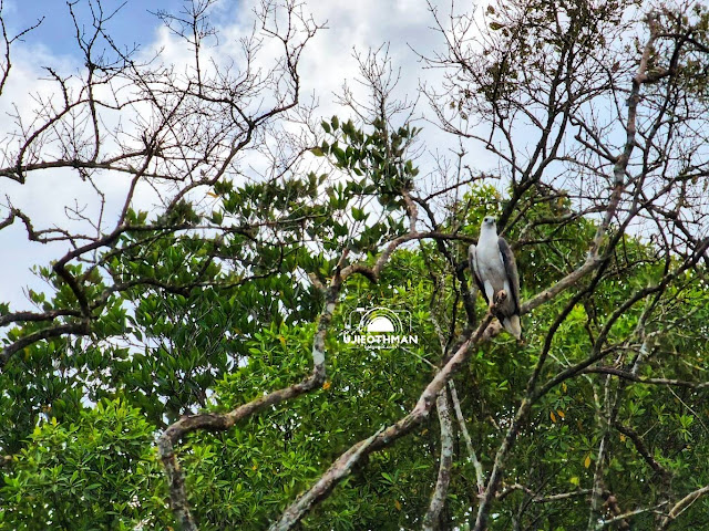 Langkawi Mangrove Tour