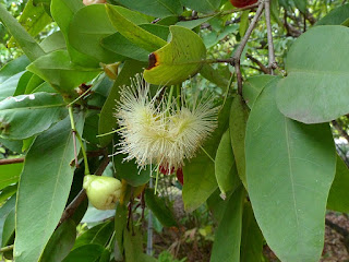 Jamalac - Jambose - Pomme de Java - Syzygium samarangense